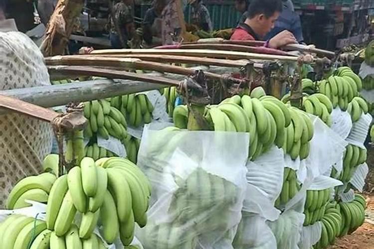 香蕉树用什么肥料最好