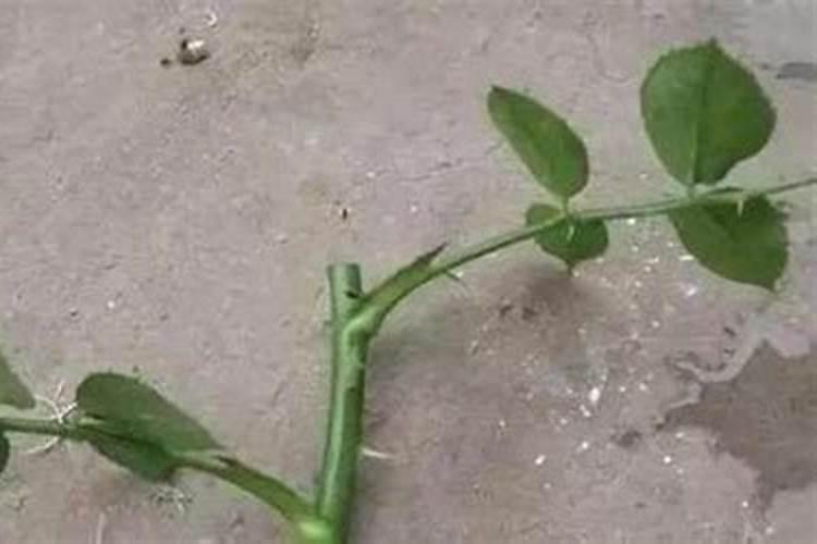 巧丹黄腐酸钙镁水溶肥用在什么作物上效果好？