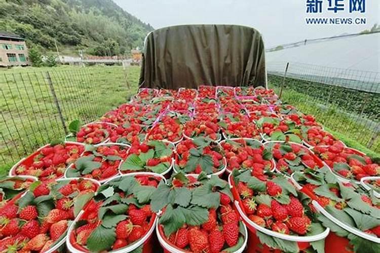 蝴蝶梅花期多长时间