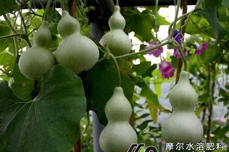 人类的存在对动物的影响,危害