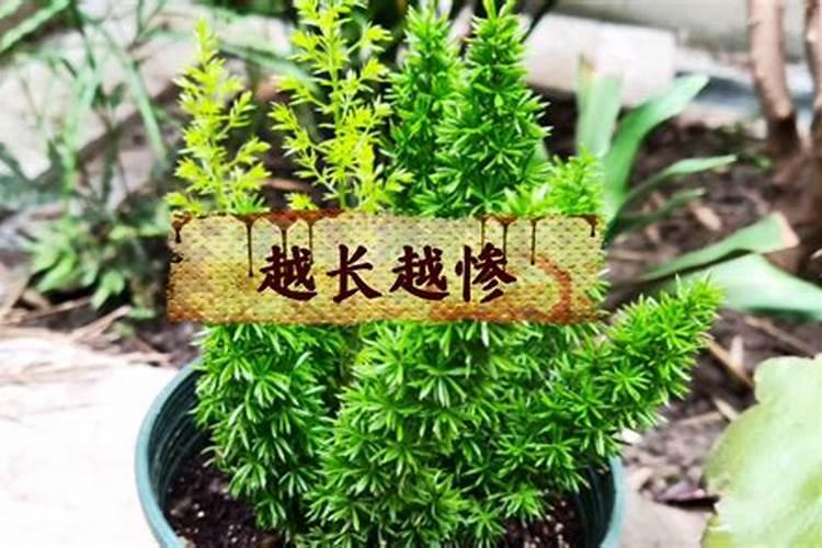 磷酸铵盐是什么