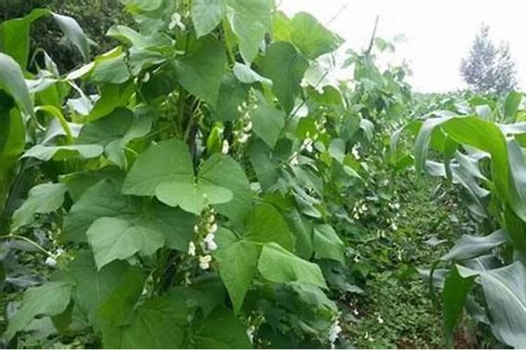 芸豆叶面浅绿,用什么叶面肥？
