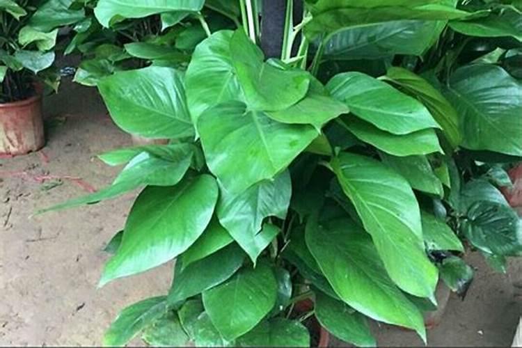 新栽兰花叶面可以喷水吗