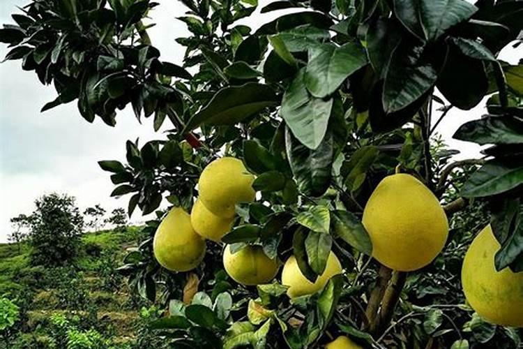 水果蔬菜需要哪些肥料