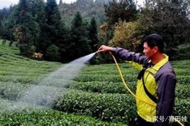 尿素化水冲施效果怎么样
