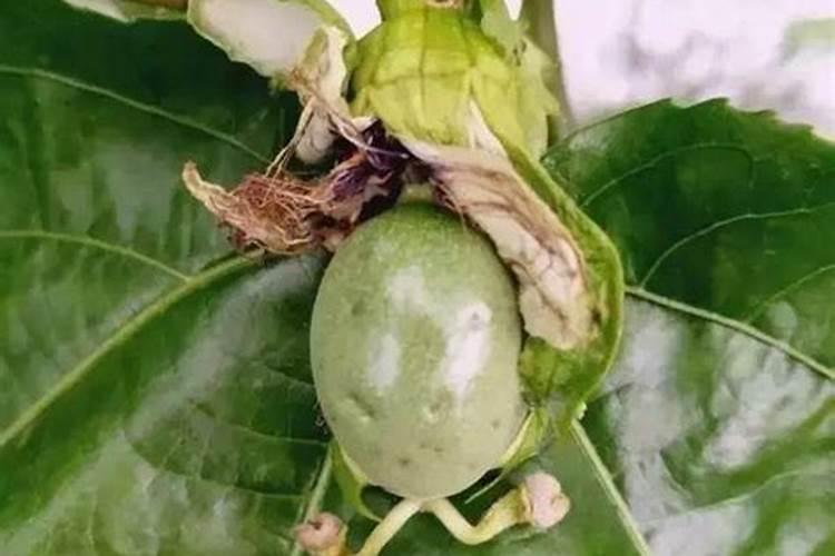 丝瓜吸收少量的磷和钾,可以加快丝瓜生物体的生长吗？