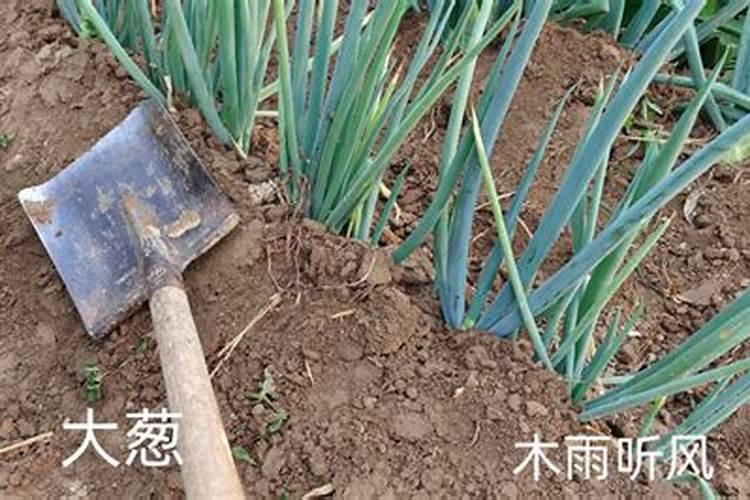 钙肥种类那么多,你知道哪些？
