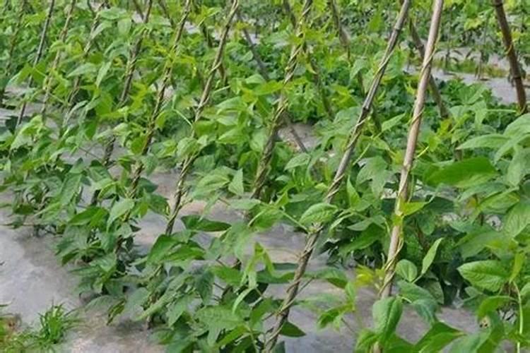 豆角开花了需要追肥吗(长豆角开始结果中施什么化肥)