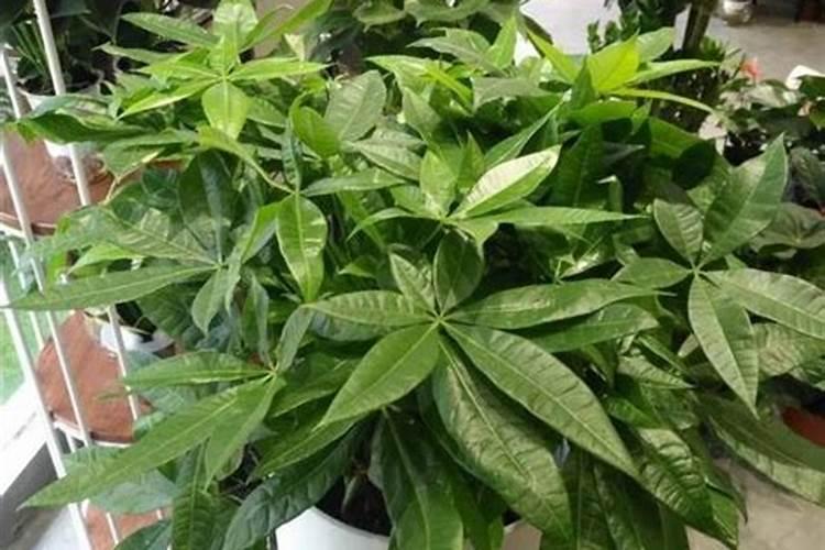 氮磷钾的作用顺口溜