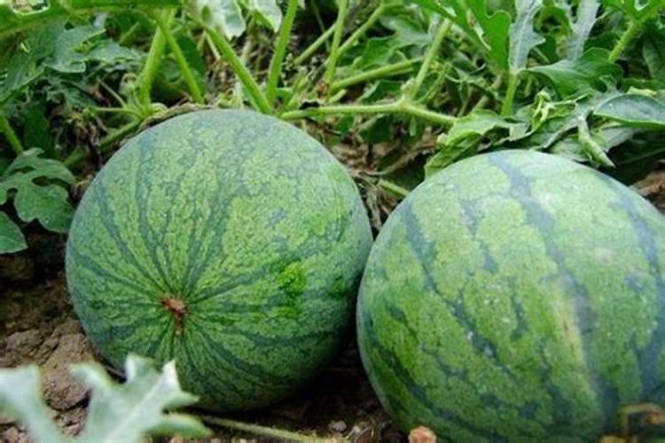 幸福树给施什么肥料