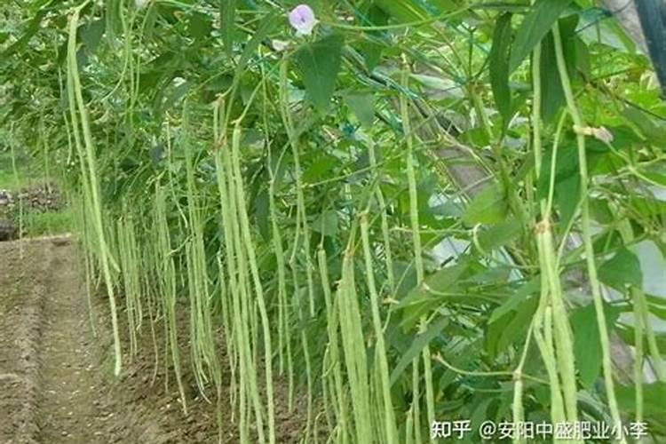硝酸钾属于什么化肥