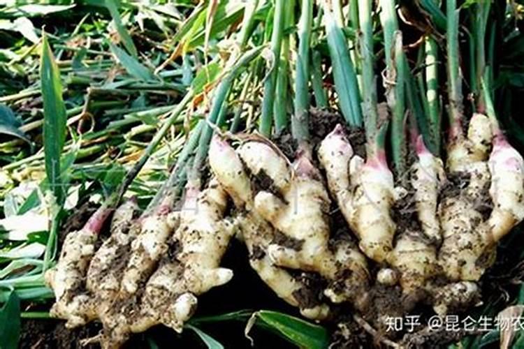 大姜高产全程施肥方法