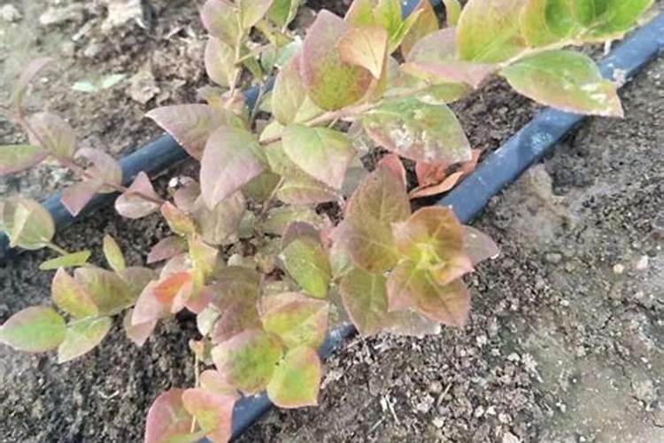 蓝莓怎么养殖一年开花就结果