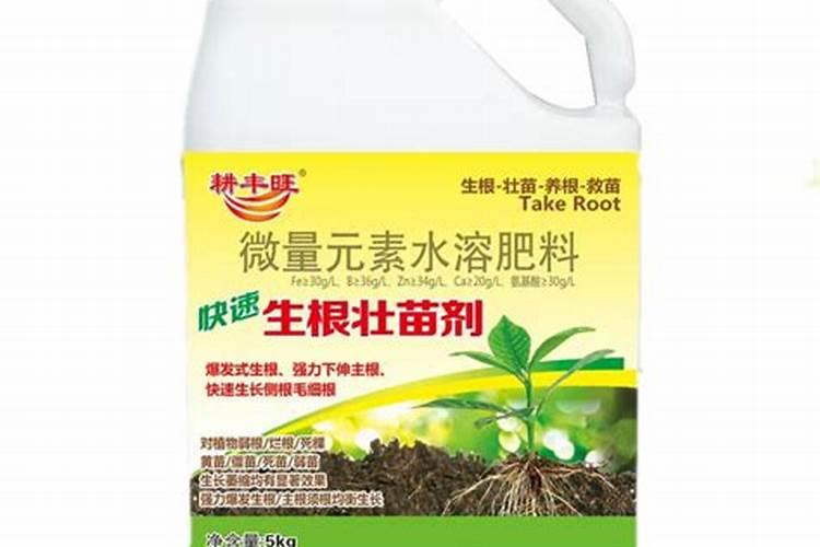 蓝莓苗的培育方法 蓝莓应该怎么种植
