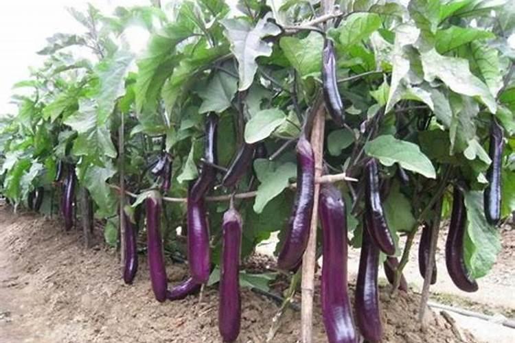 茄子种植,缺钙容易出现勺状,干边叶,补钙也要注意方式方法
