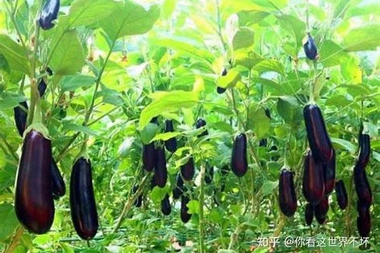 大棚种植茄子需要什么肥料