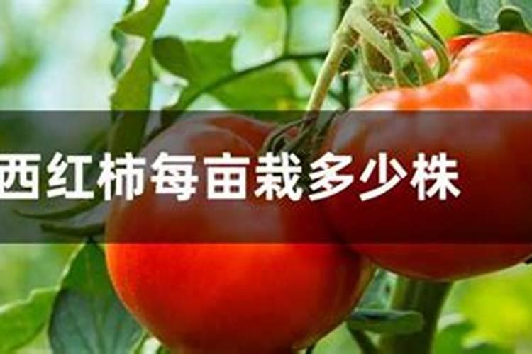 大棚西红柿开始转色了一亩地用多少硫酸钾合适。还用其他的肥料搭配吗...