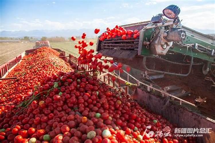 西红柿第一次冲平衡肥一亩地冲多少？
