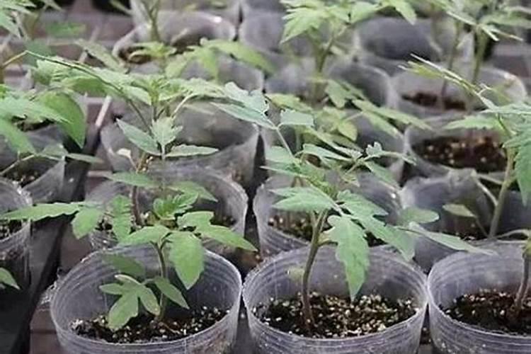 农博士在行动西红柿施肥技术