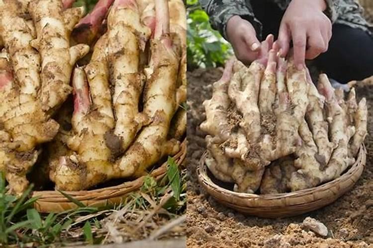 南方芋头什么时候种植