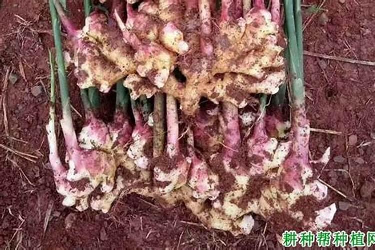 山慈菇的功效？