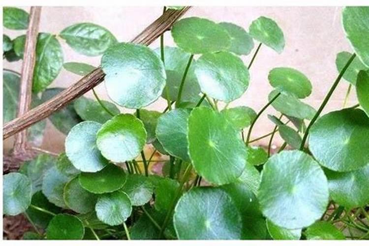 水稻缺肥或施肥过量时都有哪些症状？