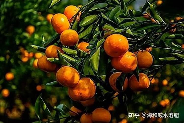 碳铵怎么兑水浇菜？