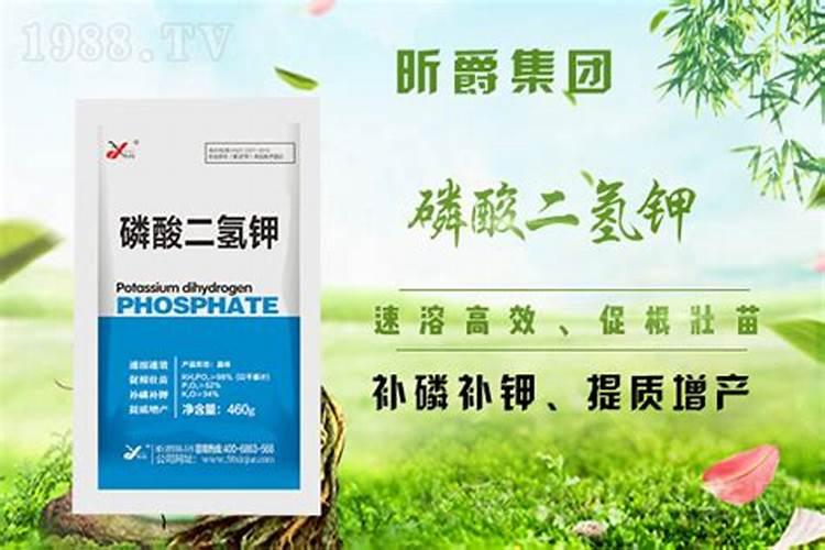 刚栽好的红薯秧能放磷肥吗他烧不烧？