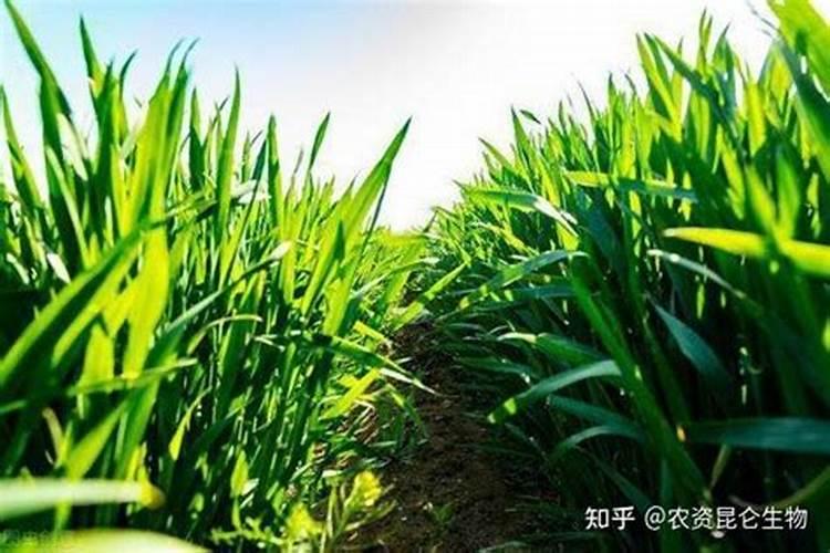 如何在春天培育幸福树？一年四季都好看