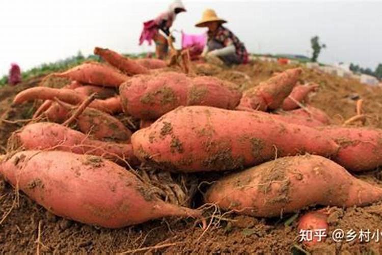 红薯用什么肥料能有最好的收成