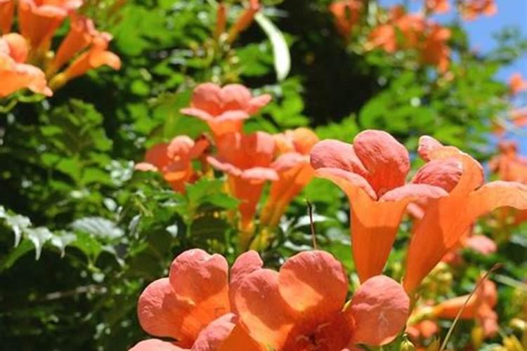 凌霄花怎么施肥,4个步骤施肥养护凌霄花