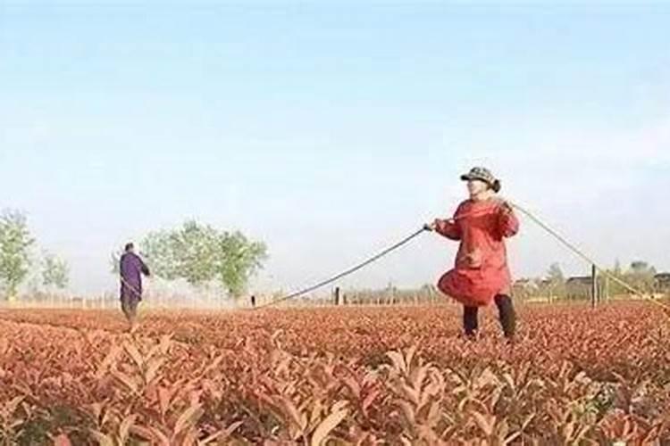 磷肥一定都是灰白色吗