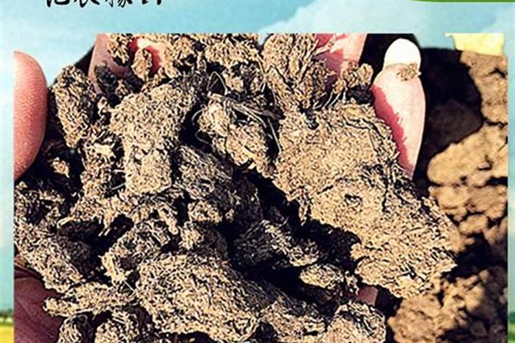 种一亩地土豆得多少钱: 种子需要多少钱 ,化肥需要多少钱,收益怎么样