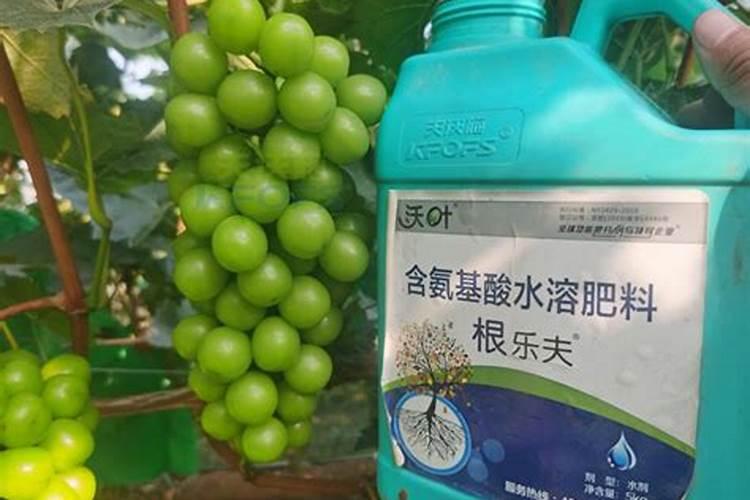 北方大棚栽阳光玫瑰棚架可以吗,大棚阳光玫瑰平均价可以吗？