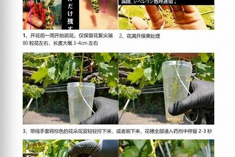 云南促早阳光玫瑰最好适合的生根肥是哪种？