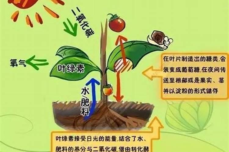饼肥浇多了然后叶子有点黄怎么办？