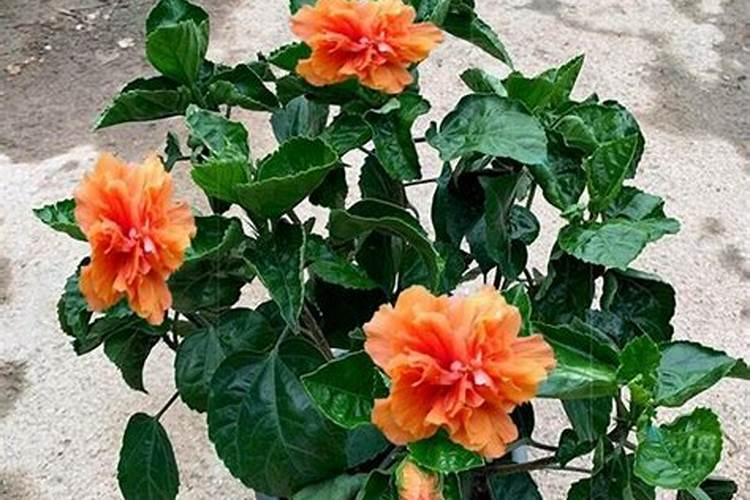 花椒种植五亩利润多少