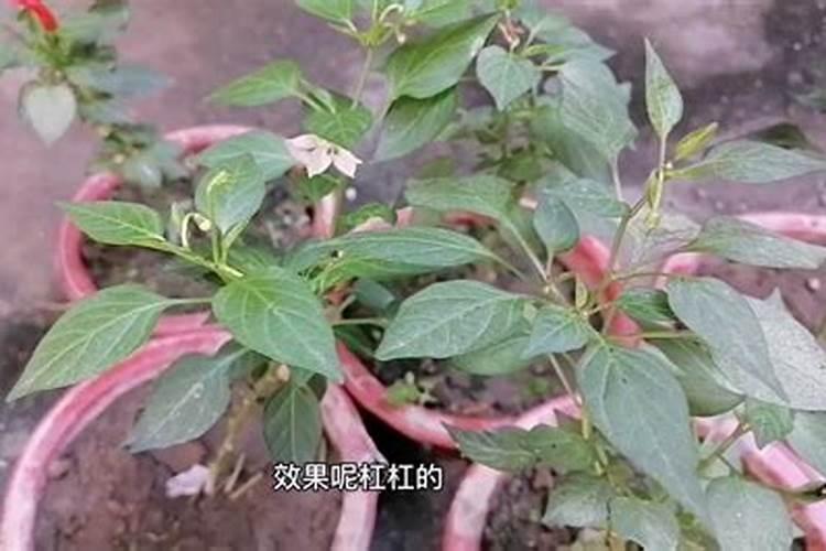 花椒树的种植方法