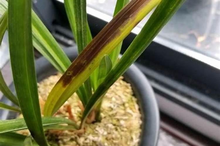 兰花施什么肥好