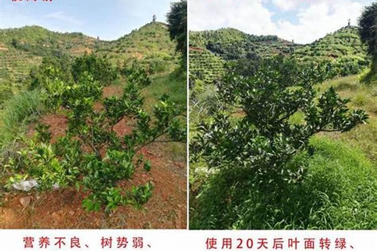 多锰锌好用还是代森锰锌好用