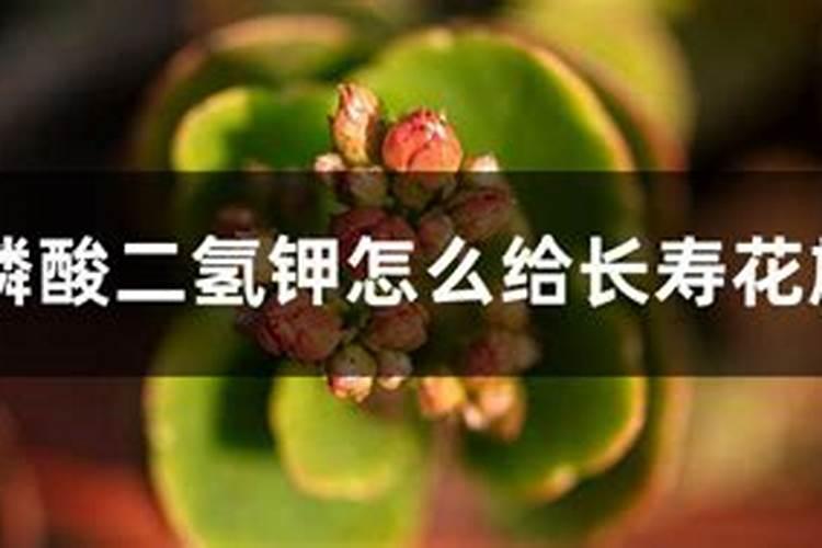 成年类桂花树第三次施肥施肥方法是什么？