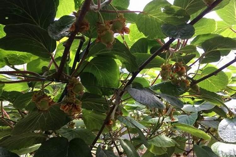 叶面肥喷施后几小时下雨不影响效果