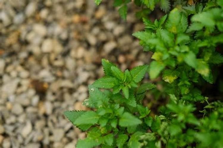 芍药花怎样施肥
