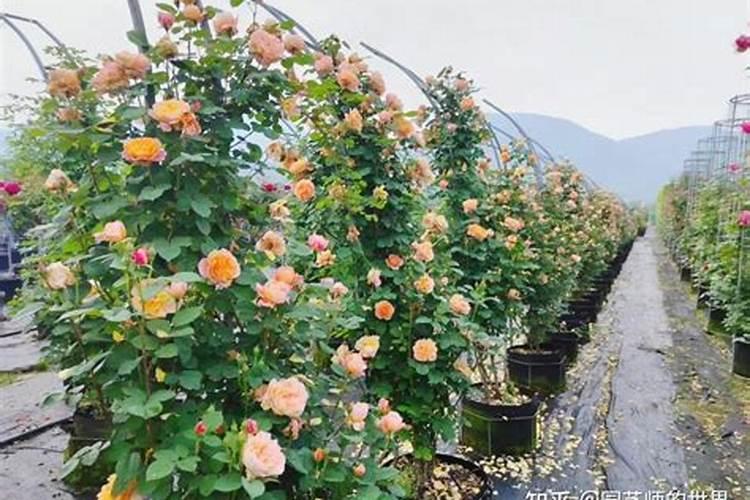 月季花怎么使用复合肥