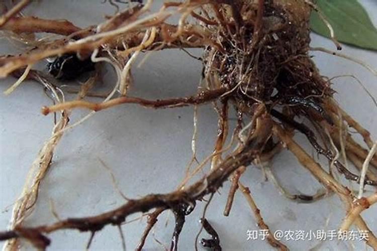 发财树皮烂了如何补救