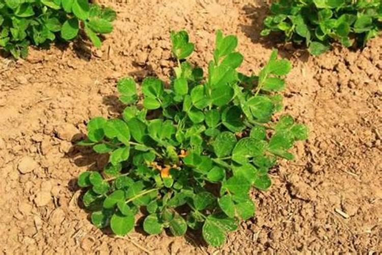 蒲公英喷施芸苔素是不是促进花芽分化和开花？