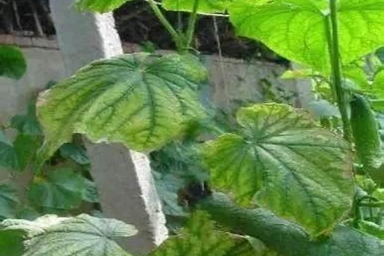 果树适用的叶面肥配方是怎样构成的