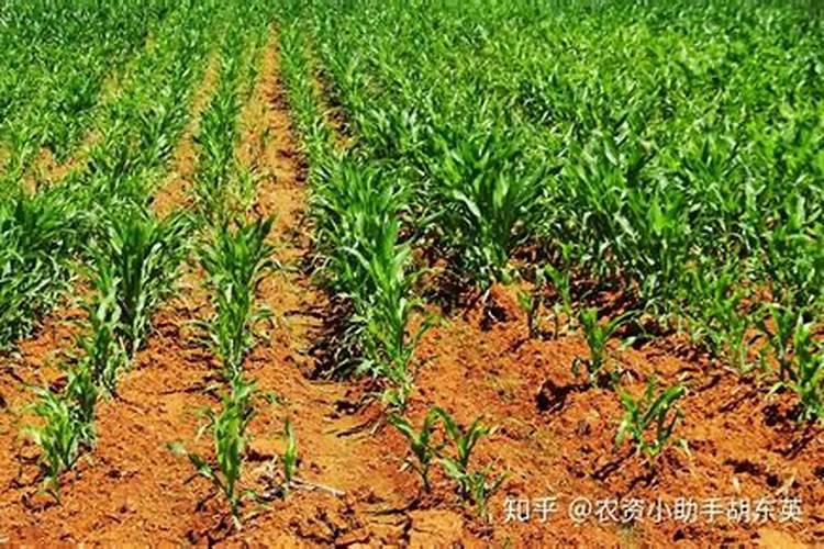 [叶面施肥的原理及在果树生产中的应用] 平菇叶面可以喷施什么
