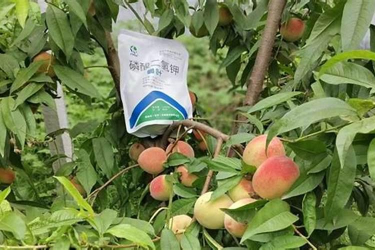 种桃树需要追什么肥最好？