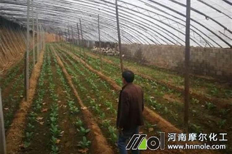 菜地里被人投放了强碱应该怎么处理土壤？